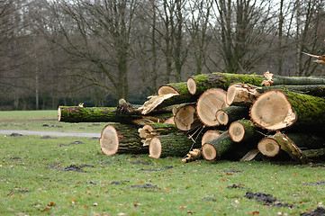 Image showing Fresh felled oaks in park