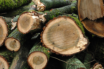 Image showing Fresh felled oaks