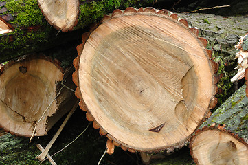 Image showing Fresh felled