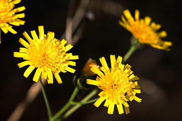 Image showing Hawkweed Yellow Flower