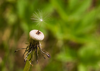 Image showing Dandelion Seed