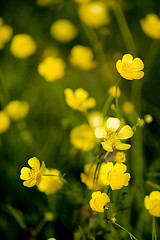 Image showing Buttercup Flower