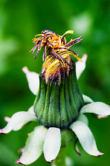 Image showing Dandelion Flower