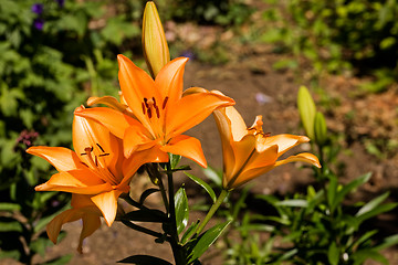 Image showing Orange Lilly