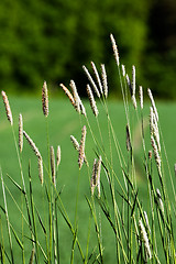 Image showing Wild Grass Background