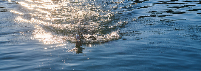 Image showing Triathlon athlete swimming on lake in sunrise wearing wetsuit