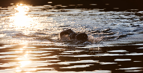 Image showing Triathlon athlete swimming on lake in sunrise wearing wetsuit