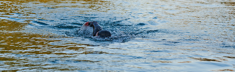 Image showing Triathlon athlete swimming on lake in sunrise wearing wetsuit