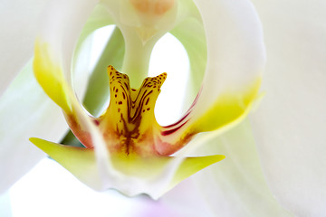 Image showing Orchid