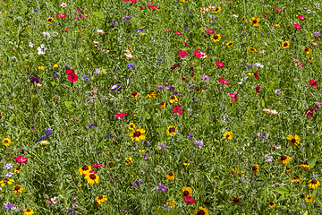 Image showing colorful wildflower meadow