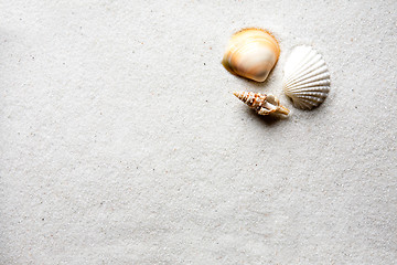 Image showing Sand Shell Background