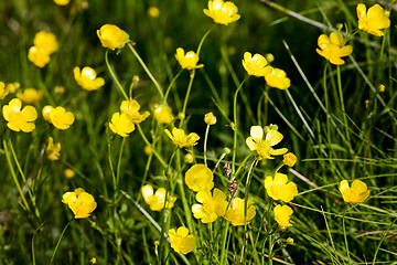 Image showing Buttercup Background