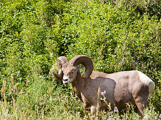 Image showing Bighorn Sheep