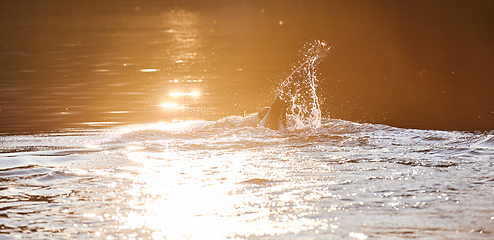 Image showing Triathlon athlete swimming on lake in sunrise wearing wetsuit