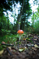 Image showing Magic Mushroom