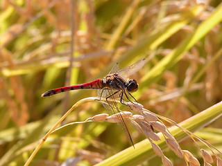 Image showing Dragonfly in a rice field
