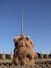 Image showing Rice stack