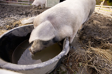 Image showing Pig at Water Bowl