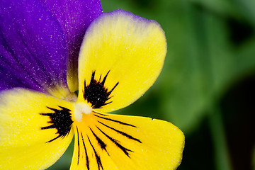 Image showing Viola Tricolor Macro