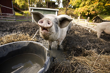 Image showing Curious Pig