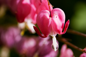 Image showing Bleeding Heart Background