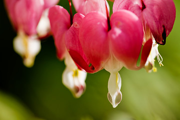 Image showing Bleeding Heart Background