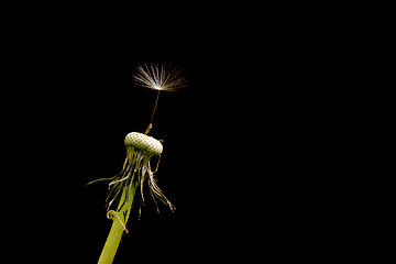 Image showing Dandelion Seed