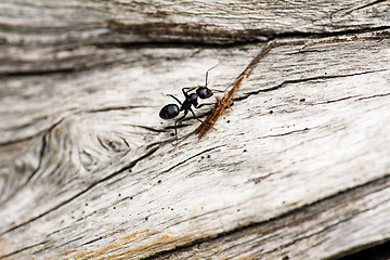 Image showing Ant Macro