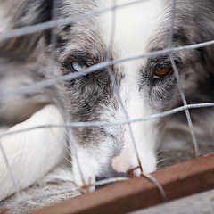 Image showing Animal shelter, kennel and sad dog in sanctuary waiting for adoption, foster care and rescue. Pets, homeless and face closeup of unhappy canine or puppy in charity, domestic welfare and ngo pound