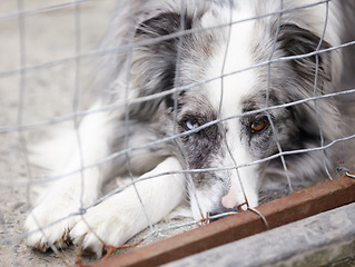 Image showing Animal shelter, fence and sad dog in sanctuary waiting for adoption, foster care and rescue. Pets, cage and portrait, face or closeup of unhappy canine or puppy in charity pound, welfare or kennel