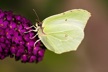 Image showing Brimstone Butterfly