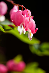 Image showing Bleeding Heart