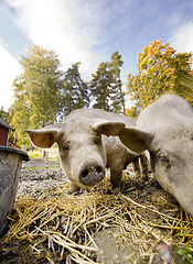 Image showing Curious Pig