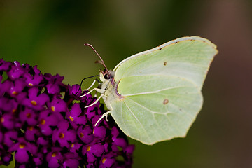 Image showing Brimstone Butterfly