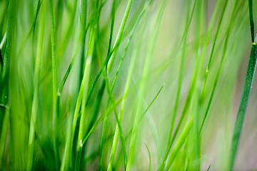 Image showing Grass Background