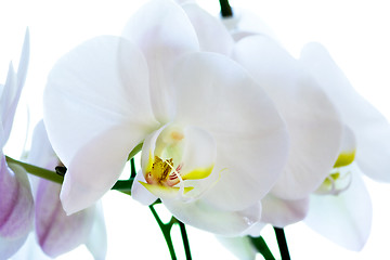 Image showing Orchid Flower Macro