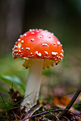 Image showing Magic Mushroom