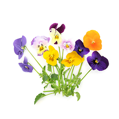 Image showing Pansy Flower Plant Varieties Mixed Colors 