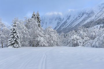 Image showing Tranquil Winter Wonderland Captures Snow-Covered Trees and Mount