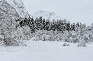 Image showing Winter Wonderland: Snow-Covered Trees and a Mountain Backdrop on