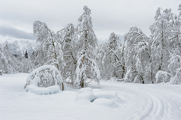 Image showing Snow-Clad Trees Bowing Under the Weight of Winters Blanket