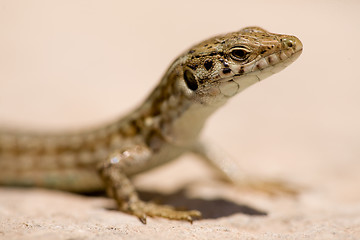 Image showing Lizard Macro