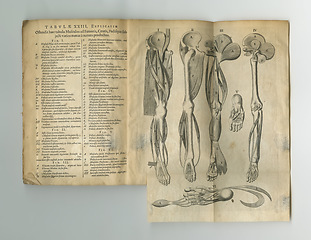 Image showing Old book, vintage and anatomy of skeleton, human body parts or latin literature, manuscript or ancient scripture against a studio background. History novel, journal or illustration for study of bones