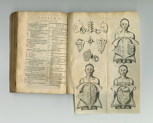 Image showing Antique medical book, biology and illustration anatomy sketch, human body drawing or medicine study research. Latin language, vintage journal and skeleton bones diagram for healthcare education info