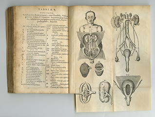 Image showing Antique medical book, health and illustration anatomy sketch, human body drawing or vintage research of organ design. Latin language, journal notes or kidney process diagram for healthcare education