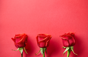 Image showing three red roses