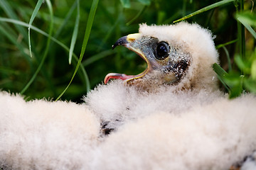 Image showing Prairie Falcon Chick