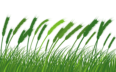 Image showing Wheat Meadow Grass