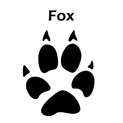 Image showing Fox Footprint