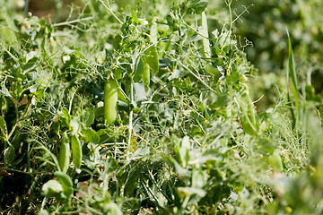 Image showing Pea Field